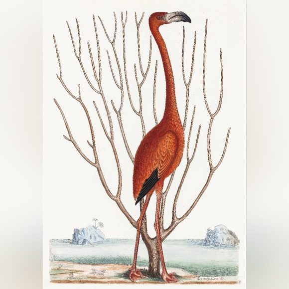 Elegant Red Flamingo Bird Art Print - Picture 1 of 1